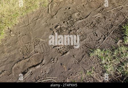 Segnare i piedi sul sentiero della giungla. Stampe di scarpe su ghiaia bagnata o fango nelle zone di montagna all'aperto Foto Stock