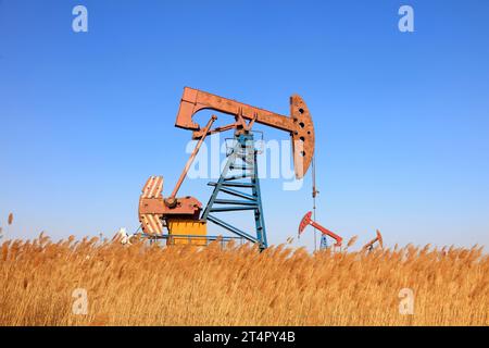 Unità di pompaggio e canna sotto il cielo blu in giacimenti petroliferi Foto Stock