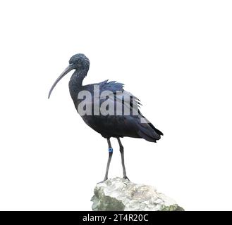 Ibis lucido - Plegadis Falcinellus su sfondo trasparente Foto Stock