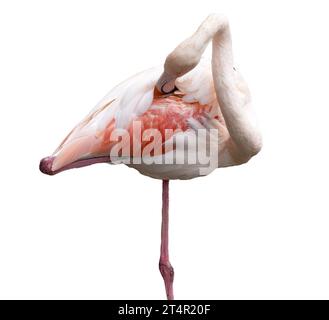 fenicottero rosa europeo su sfondo trasparente Foto Stock