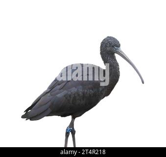 Ibis lucido - Plegadis Falcinellus su sfondo trasparente Foto Stock