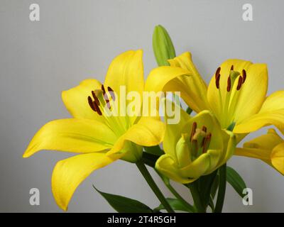 Bellissimi fiori di giglio gialli Foto Stock