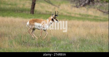 Prato da corsa su erba alta Foto Stock