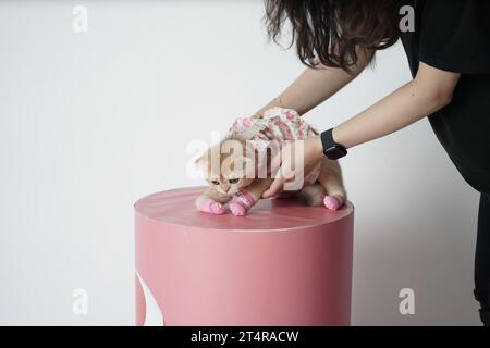 Un essere umano che accarezza un piccolo gattino che indossa un vestito carino in uno studio fotografico. Khobar, Arabia Saudita, 20 ottobre 2023. Foto Stock