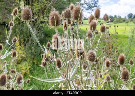 Piante selvatiche di Dipsaco o di Tesello con i loro fiori essiccati, pianura vallata con erba verde selvatica e alberi su sfondo offuscato, soleggiata giornata estiva a Epen, Foto Stock