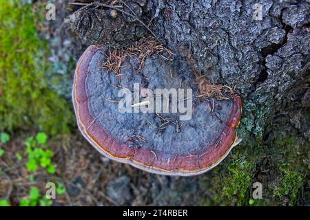 Fomitopsis pinicola, è un fungo di decadimento del gambo comune su alberi di legno tenero e di latifoglie. Il suo conca (corpo di frutta) è noto come il conca con cintura rossa. Foto Stock