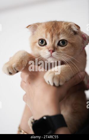 L'uomo ha in mano un gatto, 3 mesi di gatto scozzese. Foto Stock