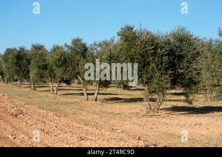 Olivar Mediterráneo en España fuente de aceite de oliva virgen extra Foto Stock