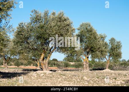 Olivar Mediterráneo en España fuente de aceite de oliva virgen extra Foto Stock