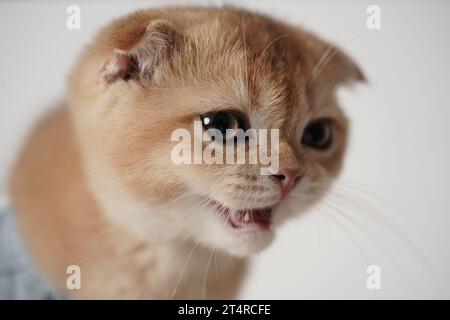 piccolo dente di gattino, piccolo gatto scozzese che mostra la sua adolescenza. gattino misto marrone e bianco. Foto Stock