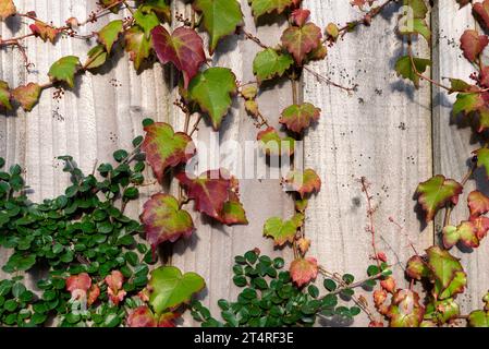 Boston Ivy e il Cotoneaster di Hjelmqvist coprono la recinzione di legno Foto Stock