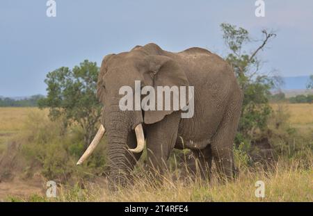 maestoso elefante africano singolo maschio in piedi e al pascolo nella selvaggia savana del masai mara, kenya Foto Stock