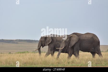 due elefanti africani pascolano pacificamente insieme nella selvaggia savana del masai mara, kenya Foto Stock