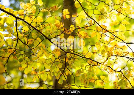 Cornice piena di foglie giallastro su un sottile ramo di faggio contro gli alberi del bosco, Monte Amiata, Toscana, Italia Foto Stock