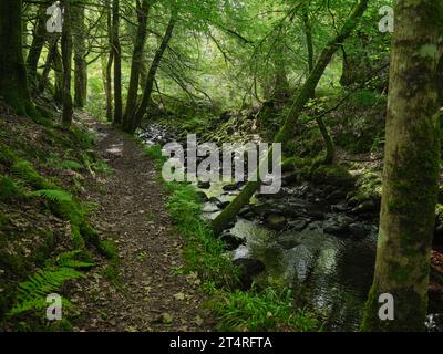 Una vista di settembre a monte lungo il sentiero accanto all'EAS Dhu Burn a Strachur, Argyll, Scozia Foto Stock