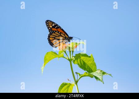 Bellissima farfalla Monarch che si nutre di fiori isolati nel cielo blu Foto Stock