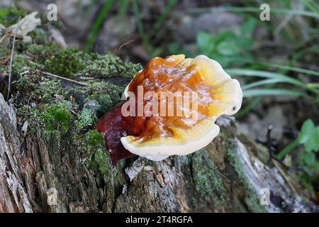 Ganoderma lucidum, comunemente noto come fungo lingzhi o fungo reishi, fungo medicinale molto tradizionale che cresce allo stato brado in Finlandia Foto Stock