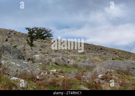 Un albero che sopravvive nell'aspro paesaggio Dartmoor spazzato dal vento nel Devon Foto Stock