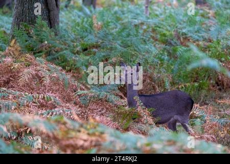 Sika Deer (hind) - Cervus Nippon. Foto Stock