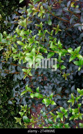 Primo piano delle piccole foglie della siepe sempreverde del giardino e degli arbusti osmanthus burkwoodii. Foto Stock