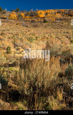 Quaking aspen (Populus tremuloides), Steens Mountain Cooperative Management and Protection area, Oregon Foto Stock