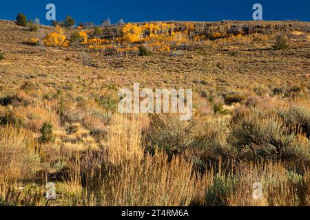 Quaking aspen (Populus tremuloides), Steens Mountain Cooperative Management and Protection area, Oregon Foto Stock