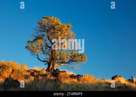 Ginepro occidentale (Juniperus occidentalis), Steens Mountain Cooperative Management and Protection area, Oregon Foto Stock
