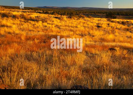 South Steens Grassland, Steens Mountain Cooperative Management and Protection area, Oregon Foto Stock