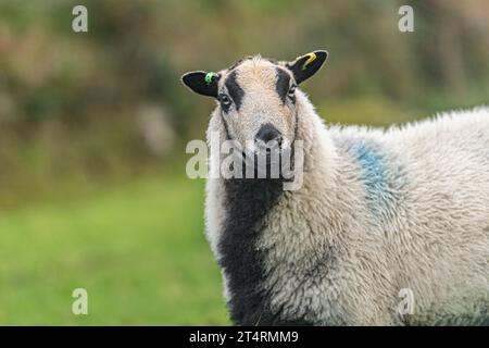 badger affrontò le pecore di montagna gallesi Foto Stock