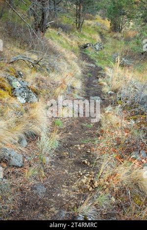 Levi Brinkley Trail, Donner und Blitzen Wild and Scenic River, Steens Mountain Protection area, Oregon Foto Stock