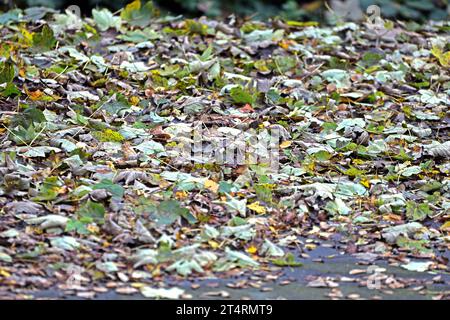 Laubfall im Herbst Ahornaub liegt zur Herbstzeit auf einem Flachdach *** le foglie cadenti in foglie d'acero autunnale giacciono su un tetto piatto in autunno credito: Imago/Alamy Live News Foto Stock