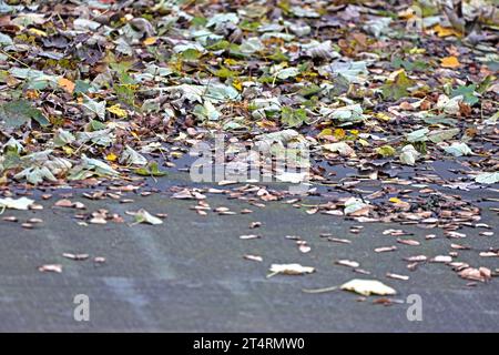 Laubfall im Herbst Ahornaub liegt zur Herbstzeit auf einem Flachdach *** le foglie cadenti in foglie d'acero autunnale giacciono su un tetto piatto in autunno credito: Imago/Alamy Live News Foto Stock