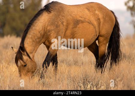 South Steens Wild Horse, Steens Mountain Cooperative Management and Protection area, Oregon Foto Stock