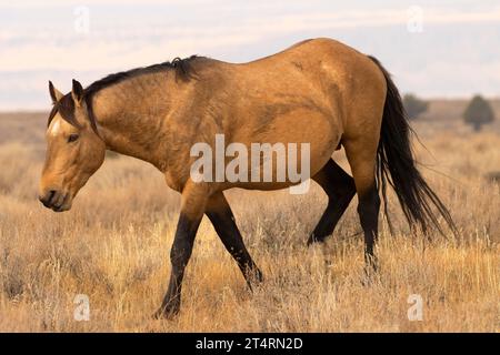 South Steens Wild Horse, Steens Mountain Cooperative Management and Protection area, Oregon Foto Stock