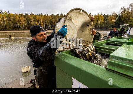 Le diverse specie ittiche sono già separate l'una dall'altra durante la pesca. Qui il giovane zander che passerà l'inverno in un altro stagno, Wiesau (VGem), Germania Foto Stock