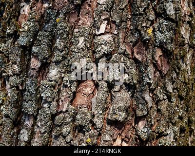 Un'immagine ravvicinata della corteccia degli alberi con il lichene che cresce su di essa, che mostra le intricate texture e i colori della natura. Corteccia di pera come sfondo. Textu Foto Stock