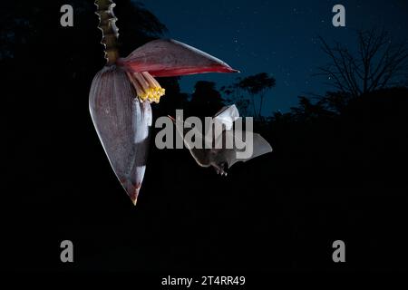 Pipistrello dalle tonalità lunghe (Glossophaga soricina) adulto che si nutre di notte dal nettare di fiori, Costa Rica - foto di scorta Foto Stock