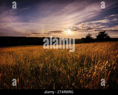 Il sole tramonta sul prato dell'incoronazione, mettendo in risalto l'erba in luce dorata a Wakehurst, nel West Sussex, Regno Unito Foto Stock