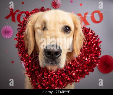 Ritratto di un Golden retriever a un occhio che indossa una corona a forma di cuore seduto di fronte a un muro decorato Foto Stock