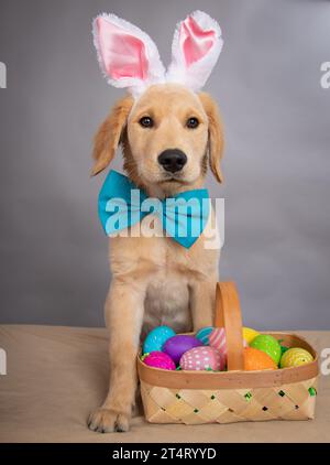 Ritratto di un cucciolo Golden retriever con orecchie da coniglio e cravatta di fiocco seduto accanto a un cestino di uova di Pasqua Foto Stock