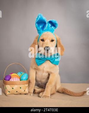 Ritratto di un cucciolo Golden retriever con orecchie da coniglio e cravatta di fiocco seduto accanto a un cestino con uova di pasqua dipinte Foto Stock