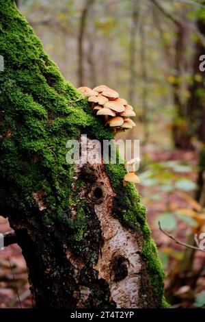 I funghi che crescono su albero Foto Stock