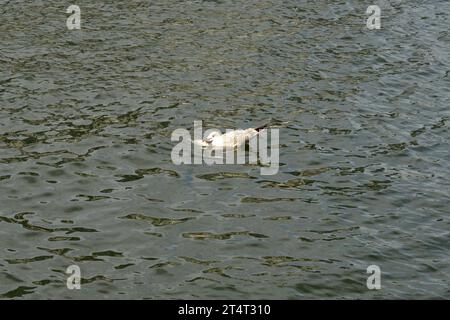 Un giovanile immaturo gabbiano europeo di aringa Larus argentatus che combatte per mangiare un pesce grande nel fiume Motlawa, Danzica, Polonia Foto Stock