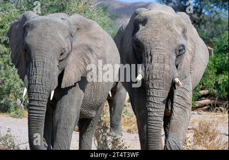 Vista frontale ravvicinata di due giovani elefanti africani al Parco Nazionale in Sud Africa Foto Stock
