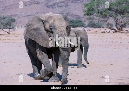 Elefanti adulti del deserto con bambino nella savana Foto Stock