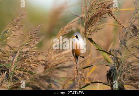 Trebbin, Germania. 1 novembre 2023. 01.11.2023, Trebbin. Un allevamento di razza maschile (Panurus biarmicus) sorge su uno stelo di canna in una riserva naturale nel Parco naturale Nuthe-Nieplitz a Trebbin, nel Brandeburgo. Le piantine barbute vivono in letti di canna e zone di canna. Credito: Wolfram Steinberg/dpa credito: Wolfram Steinberg/dpa/Alamy Live News Foto Stock