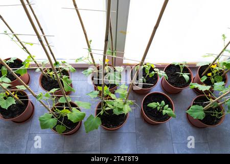 Piante di pomodoro e cetriolo in pentole mentre crescono all'interno della casa in primavera Foto Stock