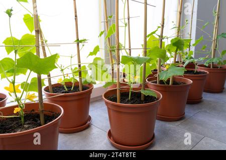 Piante di pomodoro e cetriolo in pentole mentre crescono all'interno della casa in primavera Foto Stock