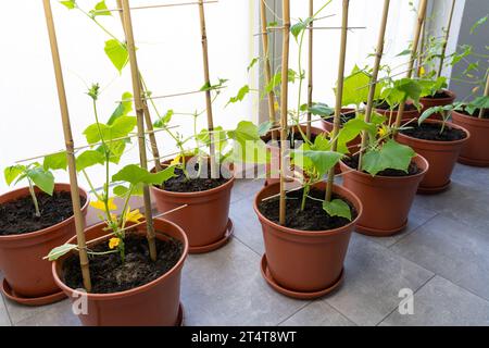 Piante di pomodoro e cetriolo in pentole mentre crescono all'interno della casa in primavera Foto Stock