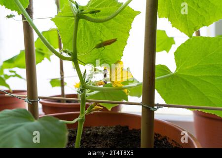 Piccole piante di cetriolo mentre crescono all'interno della casa in primavera Foto Stock